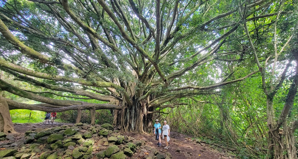 Huge Banyon Tree at Haleakala Park